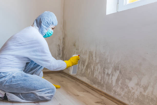 Licensed Basement Mold Removal service in Jamestown, NY - WQB Mold Removal