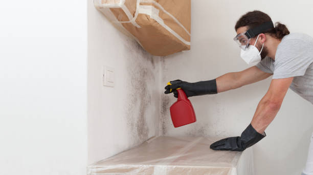 Professional Basement Mold Removal technician working in Jamestown, NY