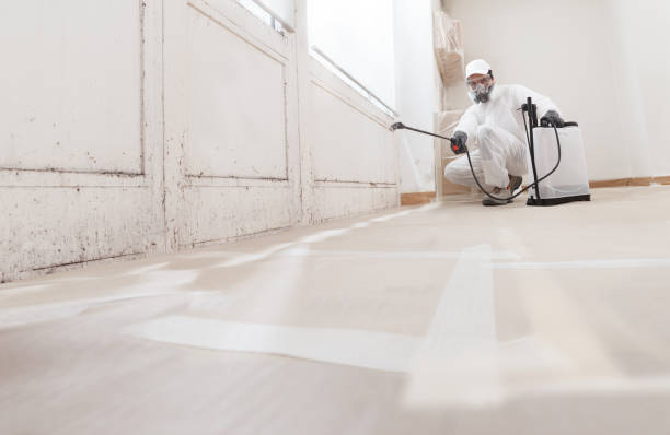24/7 Emergency Basement Mold Removal experts in Jamestown, NY