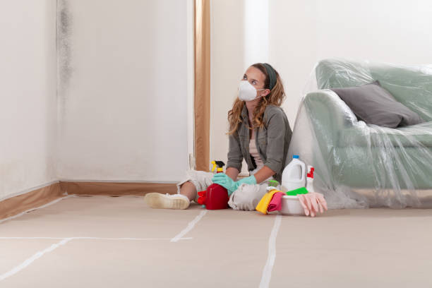 Reliable Basement Mold Removal contractor in Jamestown, NY by WQB Mold Removal