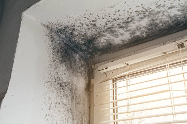 Affordable Basement Mold Removal solutions in Jamestown, NY