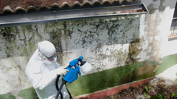 Top rated local Basement Mold Removal specialists in Jamestown, NY